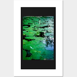 Lily Pads Posters and Art